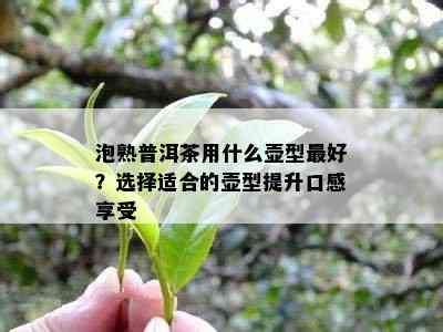 泡熟普洱茶用什么壶型更好？选择适合的壶型提升口感享受