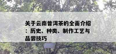 关于云南普洱茶的全面介绍：历史、种类、制作工艺与品尝技巧