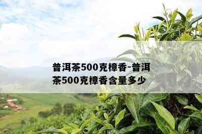 普洱茶500克樟香-普洱茶500克樟香含量多少