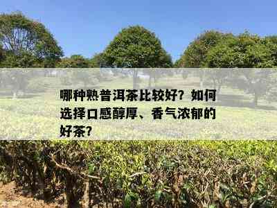 哪种熟普洱茶比较好？如何选择口感醇厚、香气浓郁的好茶？