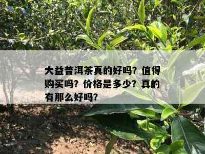 大益普洱茶真的好吗？值得购买吗？价格是多少？真的有那么好吗？