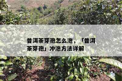 普洱茶芽孢怎么泡，「普洱茶芽孢」冲泡方法详解