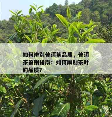 如何辨别普洱茶品质，普洱茶鉴别指南：如何辨别茶叶的品质？