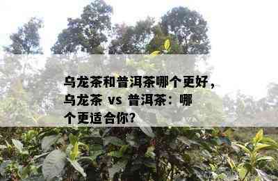 乌龙茶和普洱茶哪个更好，乌龙茶 vs 普洱茶：哪个更适合你？