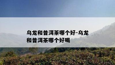 乌龙和普洱茶哪个好-乌龙和普洱茶哪个好喝