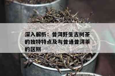 深入解析：普洱野生古树茶的独特特点及与普通普洱茶的区别