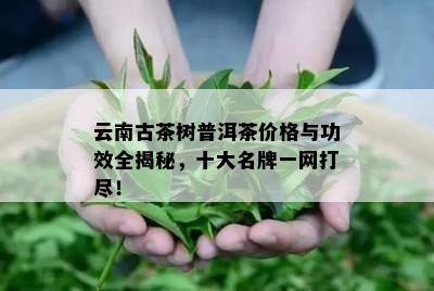 云南古茶树普洱茶价格与功效全揭秘，十大名牌一网打尽！