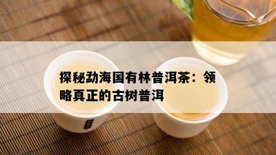 探秘勐海国有林普洱茶：领略真正的古树普洱