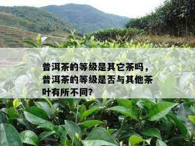 普洱茶的等级是其它茶吗，普洱茶的等级是否与其他茶叶有所不同？