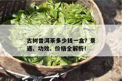 古树普洱茶多少钱一盒？景遇、功效、价格全解析！