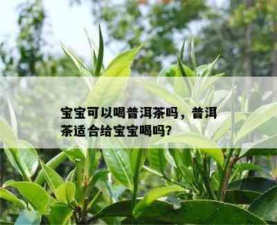 宝宝可以喝普洱茶吗，普洱茶适合给宝宝喝吗？