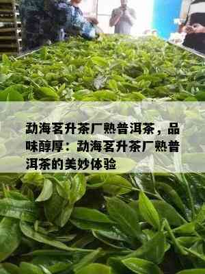 勐海茗升茶厂熟普洱茶，品味醇厚：勐海茗升茶厂熟普洱茶的美妙体验