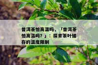 普洱茶怕高温吗，「普洱茶怕高温吗？」：探索茶叶储存的温度限制