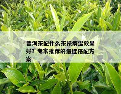 普洱茶配什么茶祛痰湿效果好？专家推荐的更佳搭配方案