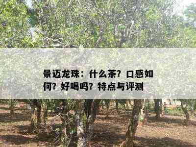 景迈龙珠：什么茶？口感如何？好喝吗？特点与评测