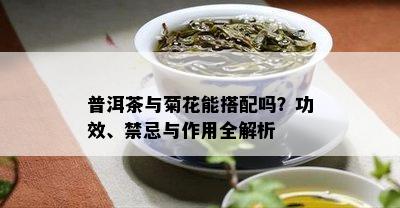 普洱茶与菊花能搭配吗？功效、禁忌与作用全解析