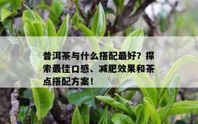 普洱茶与什么搭配更好？探索更佳口感、减肥效果和茶点搭配方案！