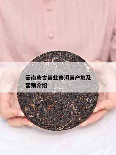 云南唐古茶业普洱茶产地及营销介绍