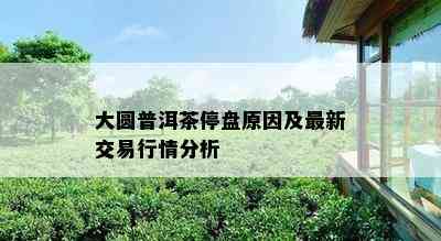 大圆普洱茶停盘原因及最新交易行情分析