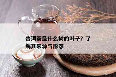 普洱茶是什么树的叶子？了解其来源与形态