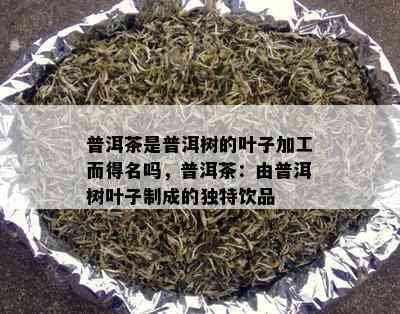 普洱茶是普洱树的叶子加工而得名吗，普洱茶：由普洱树叶子制成的独特饮品