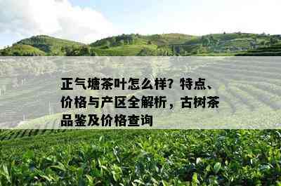 正气塘茶叶怎么样？特点、价格与产区全解析，古树茶品鉴及价格查询