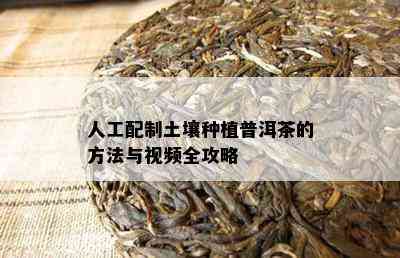 人工配制土壤种植普洱茶的方法与视频全攻略