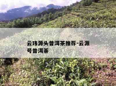 云玮源头普洱茶推荐-云源号普洱茶