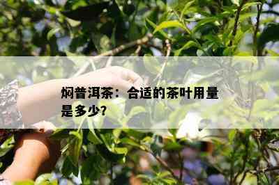 焖普洱茶：合适的茶叶用量是多少？