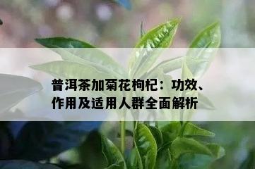 普洱茶加菊花枸杞：功效、作用及适用人群全面解析