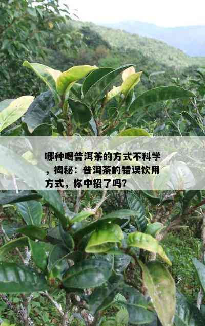 哪种喝普洱茶的方式不科学，揭秘：普洱茶的错误饮用方式，你中招了吗？