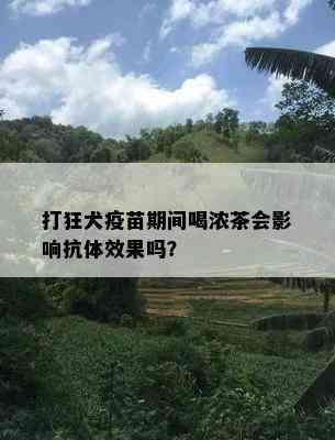 打狂犬疫苗期间喝浓茶会影响抗体效果吗？