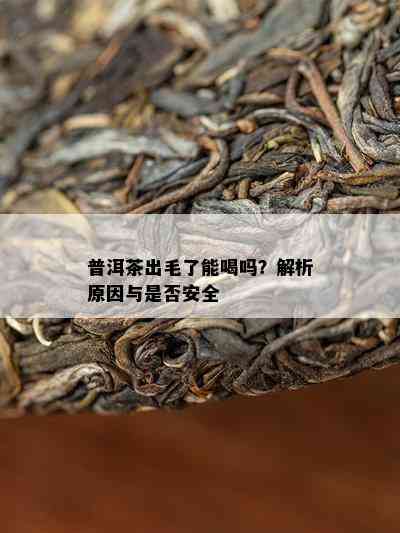 普洱茶出毛了能喝吗？解析原因与是否安全