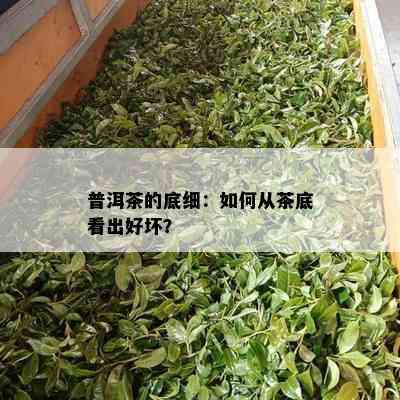 普洱茶的底细：如何从茶底看出好坏？