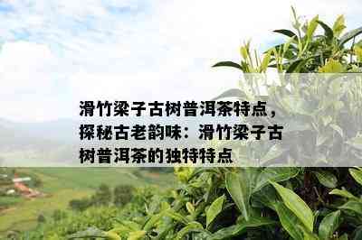 滑竹梁子古树普洱茶特点，探秘古老韵味：滑竹梁子古树普洱茶的独特特点