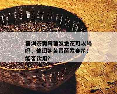 普洱茶黄霉菌发金花可以喝吗，普洱茶黄霉菌发金花：能否饮用？