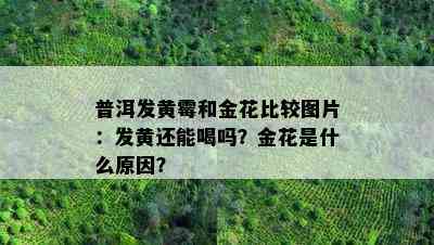 普洱发黄霉和金花比较图片：发黄还能喝吗？金花是什么原因？