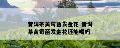 普洱茶黄霉菌发金花-普洱茶黄霉菌发金花还能喝吗