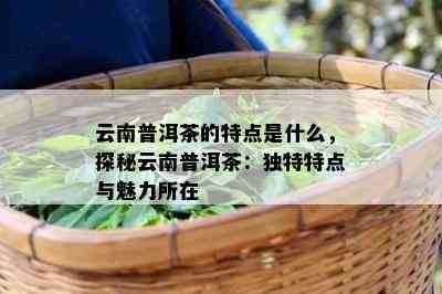 云南普洱茶的特点是什么，探秘云南普洱茶：独特特点与魅力所在