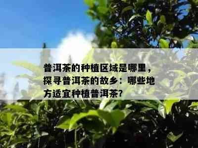 普洱茶的种植区域是哪里，探寻普洱茶的故乡：哪些地方适宜种植普洱茶？