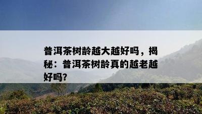 普洱茶树龄越大越好吗，揭秘：普洱茶树龄真的越老越好吗？