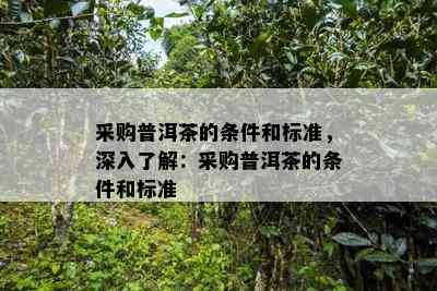 采购普洱茶的条件和标准，深入了解：采购普洱茶的条件和标准