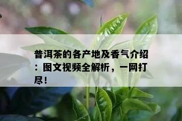 普洱茶的各产地及香气介绍：图文视频全解析，一网打尽！