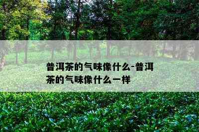 普洱茶的气味像什么-普洱茶的气味像什么一样