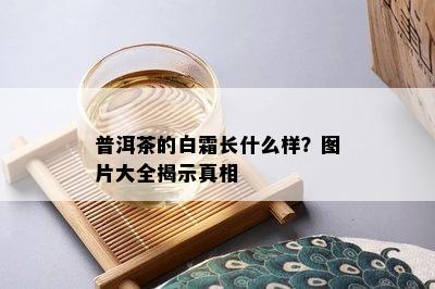 普洱茶的白霜长什么样？图片大全揭示真相