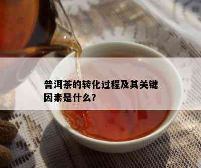 普洱茶的转化过程及其关键因素是什么？