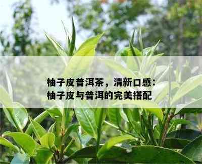 柚子皮普洱茶，清新口感：柚子皮与普洱的完美搭配