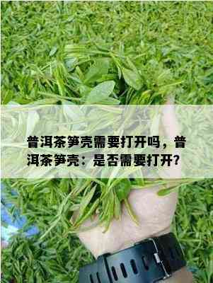 普洱茶笋壳需要打开吗，普洱茶笋壳：是否需要打开？