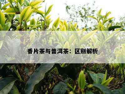 香片茶与普洱茶：区别解析