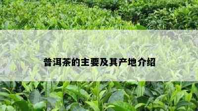 普洱茶的主要及其产地介绍